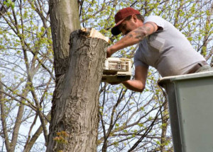 Tree Pruning – Essential Tips To Make Scenarios Better