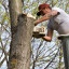 Tree Pruning – Essential Tips To Make Scenarios Better