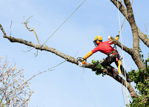 Getting started with tree trimming