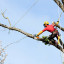 Getting started with tree trimming