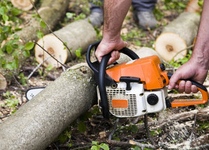 When does tree removal become necessary?