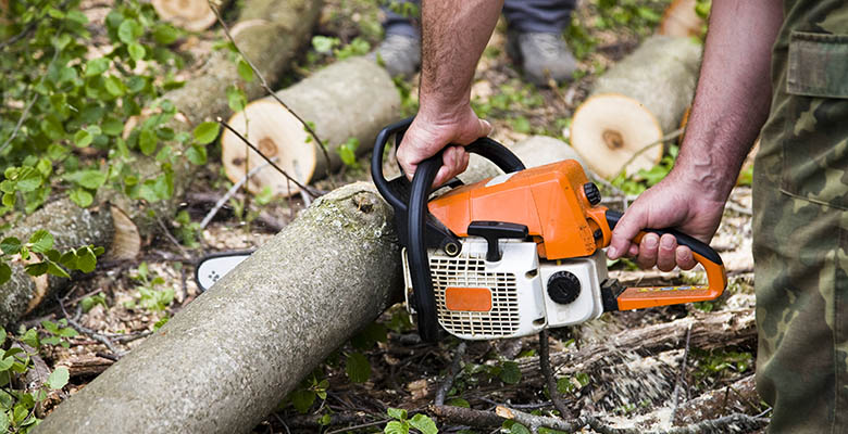 When does tree removal become necessary?