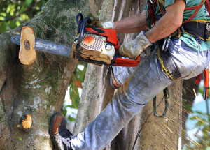 What are the important equipment/tools used by an arborist?