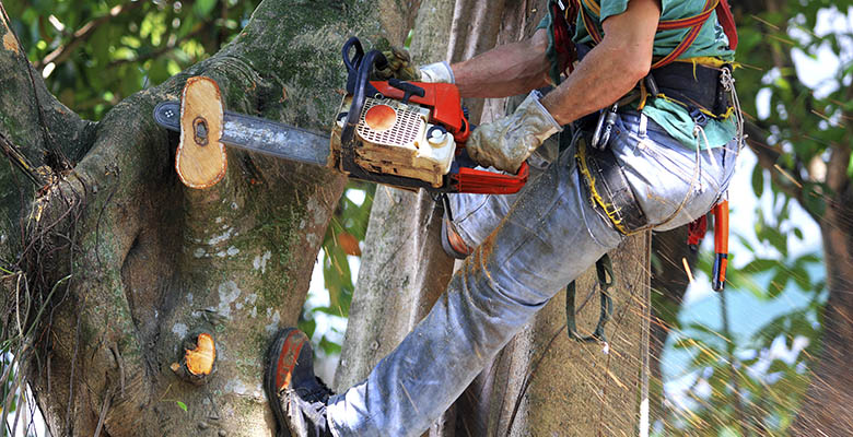 What are the important equipment/tools used by an arborist?